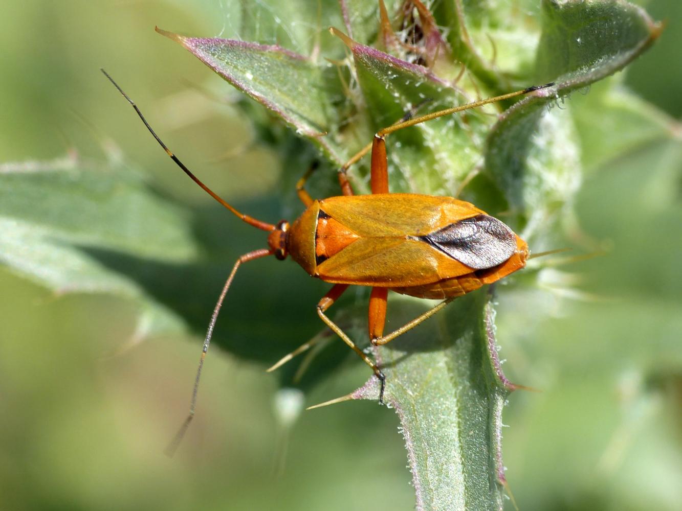 Miridae (Calocoris nemoralis) parassitato da larva